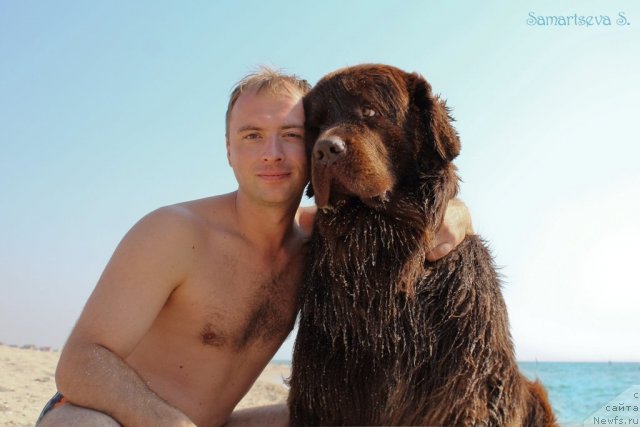 Фото: ньюфаундленд Lesnaja Skazka Korolevskiy Medved (Лесная Сказка Королевский Медведь), Dmitriy Samarcev (Дмитрий Самарцев)