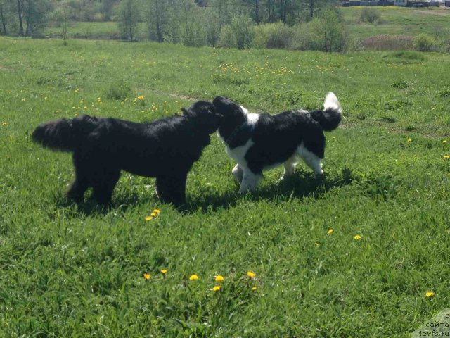 Фото: ньюфаундленд CHinzano Asti ot Sibirskogo Medvedya (Чинзано Асти от Сибирского Медведя), ньюфаундленд Potap YUniter (Потап Юнитер)