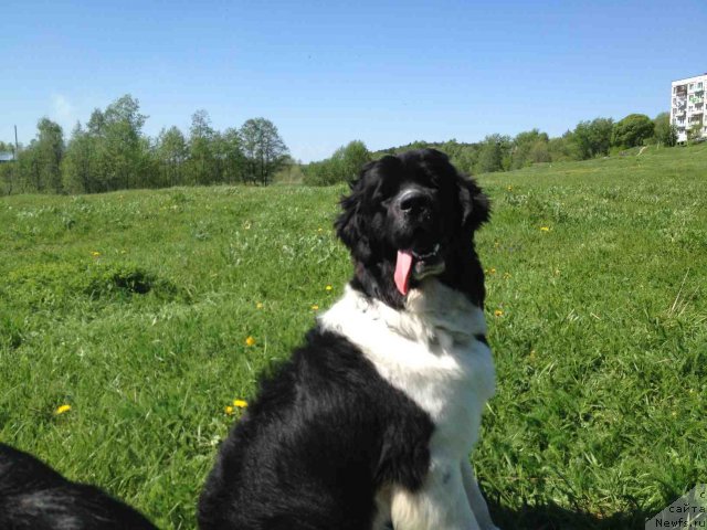 Фото: ньюфаундленд CHinzano Asti ot Sibirskogo Medvedya (Чинзано Асти от Сибирского Медведя)