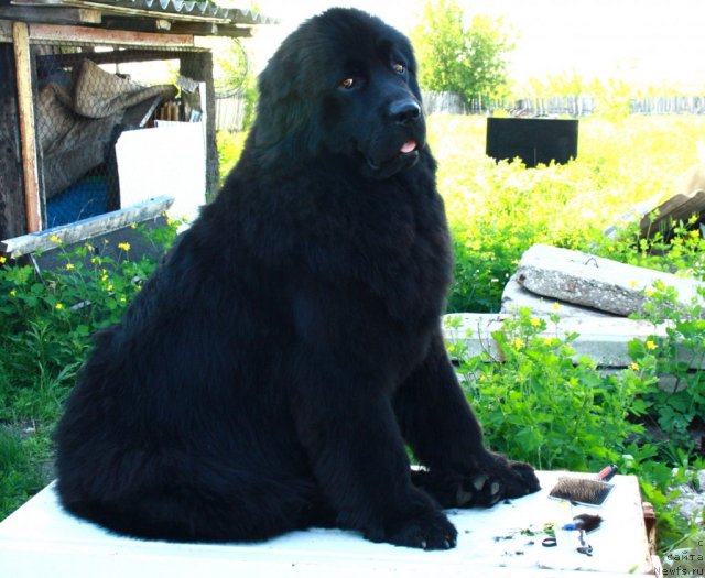 Фото: ньюфаундленд CHelsi Barni (Челси Барни)