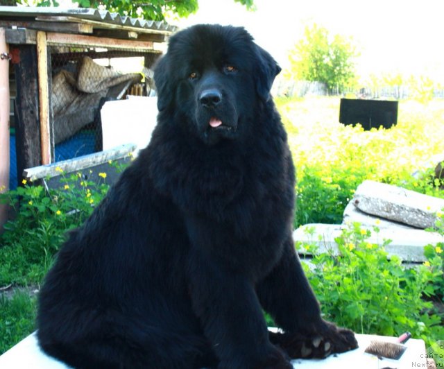 Фото: ньюфаундленд CHelsi Barni (Челси Барни)