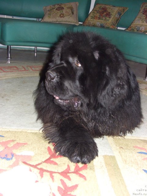 Фото: ньюфаундленд Baloven' Sud'byi (Баловень Судьбы)