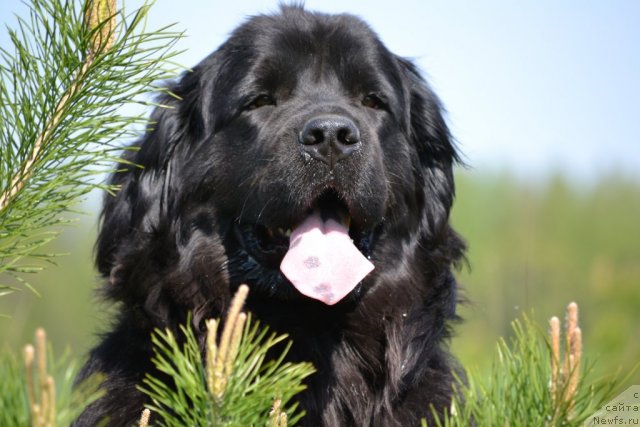 Фото: ньюфаундленд Nefertiti Krasavica Gryadet (Нефертити Красавица Грядет)