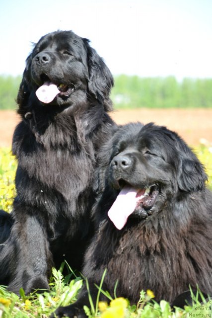 Фото: ньюфаундленд Nefertiti Krasavica Gryadet (Нефертити Красавица Грядет), ньюфаундленд Uil'yam Naslednik Trona (Уильям Наследник Трона)