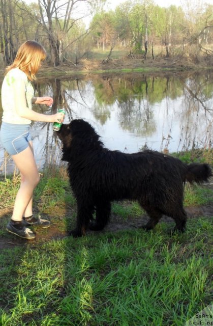 Фото: ньюфаундленд Aland (Аланд)