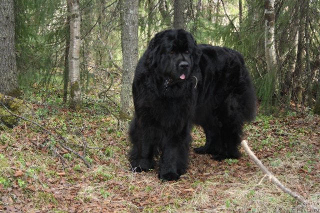 Фотография № 96029