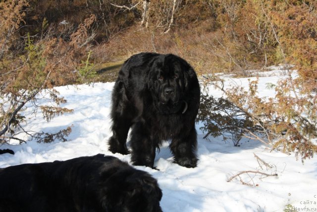 Фото: ньюфаундленд Fortuna of Giant's Island