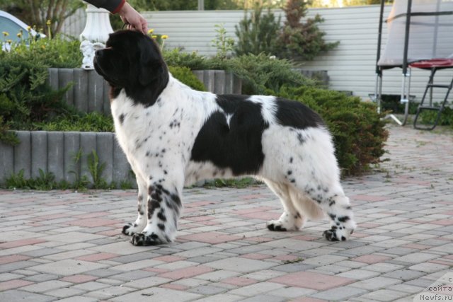 Фото: ньюфаундленд Akvian Song Zero Graviti (Аквиан Сонг Зеро Гравити)