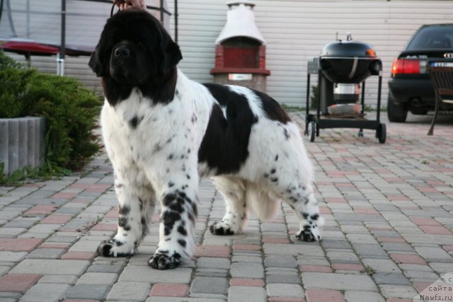 Фото: ньюфаундленд Akvian Song Zero Graviti (Аквиан Сонг Зеро Гравити)