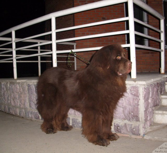 Фото: ньюфаундленд CHernyiy SHarm Amber Best Dog FO Marleon (Черный Шарм Амбер Бест Дог ФО Марлеон)