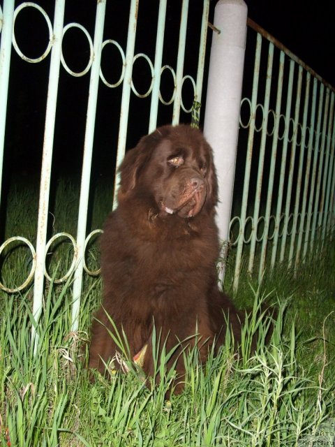 Фото: ньюфаундленд CHernyiy SHarm Amber Best Dog FO Marleon (Черный Шарм Амбер Бест Дог ФО Марлеон)