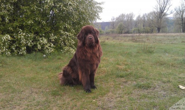 Фото: ньюфаундленд Bagryanaya Osen' iz Arkaima (Багряная Осень из Аркаима)