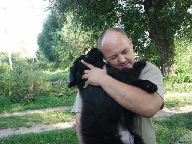 Фото: ньюфаундленд Sent Djons CHelenjer (Сент Джонс Челенжер), Andrey Baranovskiy (Андрей Барановский)