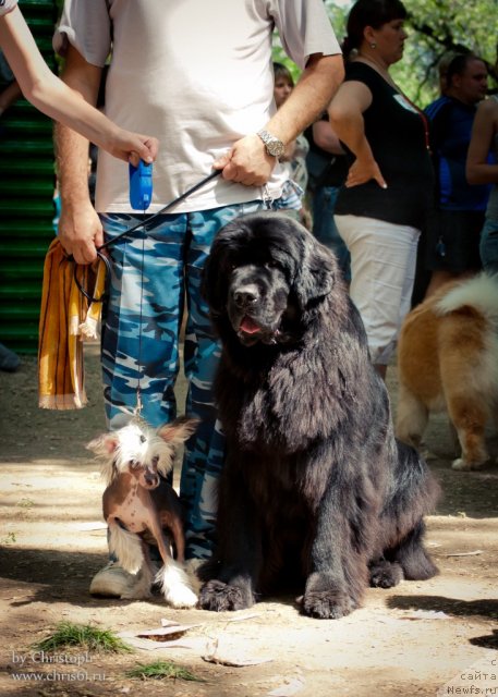 Фото: ньюфаундленд Sila s Berega Dona (Сила с Берега Дона)