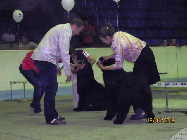 Фото: ньюфаундленд Ar'e CHernaya Sensaciya Parmyi (Арье Черная Сенсация Пармы), ньюфаундленд Akkila Tiko YArkaya Zvezda (Аккила Тико Яркая Звезда)
