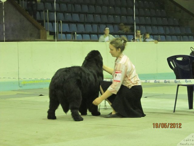 Фото: ньюфаундленд Ar'e CHernaya Sensaciya Parmyi (Арье Черная Сенсация Пармы), Ekaterina Plotnikova (Екатерина Плотникова)