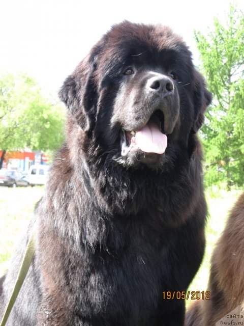 Фото: ньюфаундленд Ar'e CHernaya Sensaciya Parmyi (Арье Черная Сенсация Пармы)