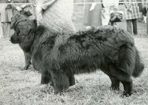 Фото: ньюфаундленд Peggi Zid (Пегги Зид)