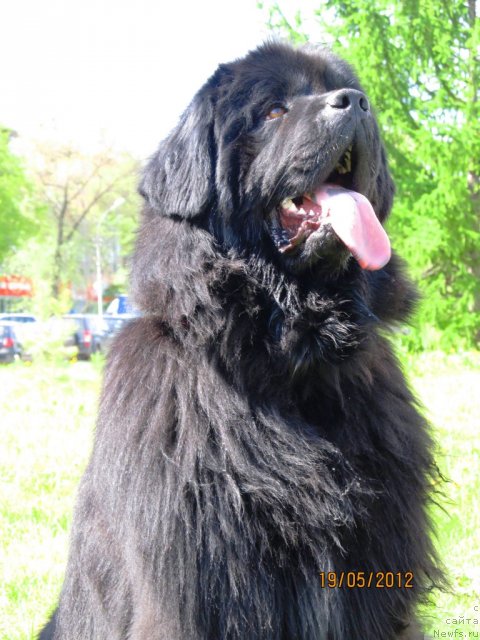Фото: ньюфаундленд Ih Vyisochestvo Vladlena Madjiks (Их Высочество Владлена Маджикс)