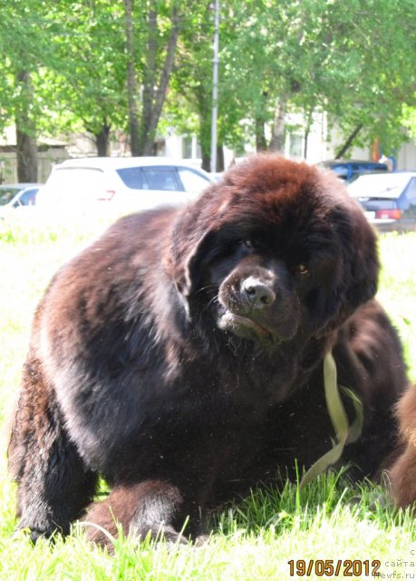 Фото: ньюфаундленд Ar'e CHernaya Sensaciya Parmyi (Арье Черная Сенсация Пармы)