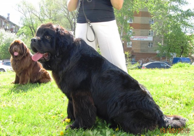 Фото: ньюфаундленд Koketka ot CHannel iz Medvej'ego YAra (Кокетка от Чаннел из Медвежьего Яра), ньюфаундленд Akkila Tiko YArkaya Zvezda (Аккила Тико Яркая Звезда)