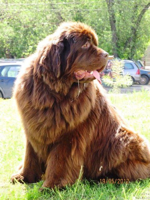 Фото: ньюфаундленд Koketka ot CHannel iz Medvej'ego YAra (Кокетка от Чаннел из Медвежьего Яра)