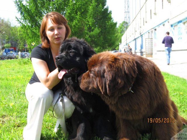 Фото: ньюфаундленд Koketka ot CHannel iz Medvej'ego YAra (Кокетка от Чаннел из Медвежьего Яра), ньюфаундленд Akkila Tiko YArkaya Zvezda (Аккила Тико Яркая Звезда), Elena Krivenko (Елена Кривенко)