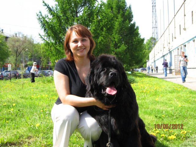 Фото: ньюфаундленд Akkila Tiko YArkaya Zvezda (Аккила Тико Яркая Звезда), Elena Krivenko (Елена Кривенко)