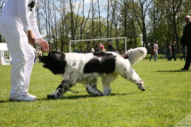 Фото: ньюфаундленд Akvian Song Zero Graviti (Аквиан Сонг Зеро Гравити), Aleksandr Rozenfel'd (Александр Розенфельд)