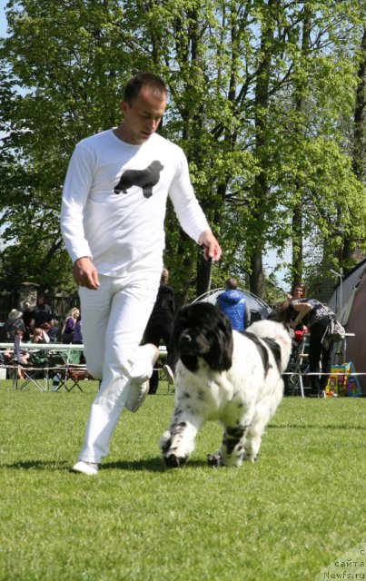 Фото: Aleksandr Rozenfel'd (Александр Розенфельд), ньюфаундленд Akvian Song Zero Graviti (Аквиан Сонг Зеро Гравити)