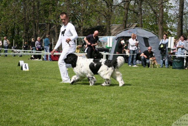 Фото: ньюфаундленд Akvian Song Zero Graviti (Аквиан Сонг Зеро Гравити), Aleksandr Rozenfel'd (Александр Розенфельд)