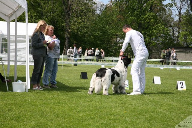Фото: ньюфаундленд Akvian Song Zero Graviti (Аквиан Сонг Зеро Гравити), Aleksandr Rozenfel'd (Александр Розенфельд)