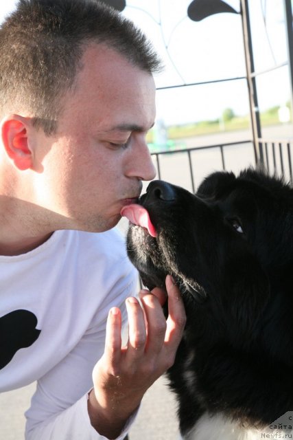 Фото: ньюфаундленд Akvian Song Zero Graviti (Аквиан Сонг Зеро Гравити), Aleksandr Rozenfel'd (Александр Розенфельд)