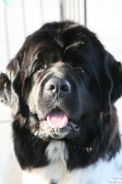 Фото: ньюфаундленд Akvian Song Zero Graviti (Аквиан Сонг Зеро Гравити)