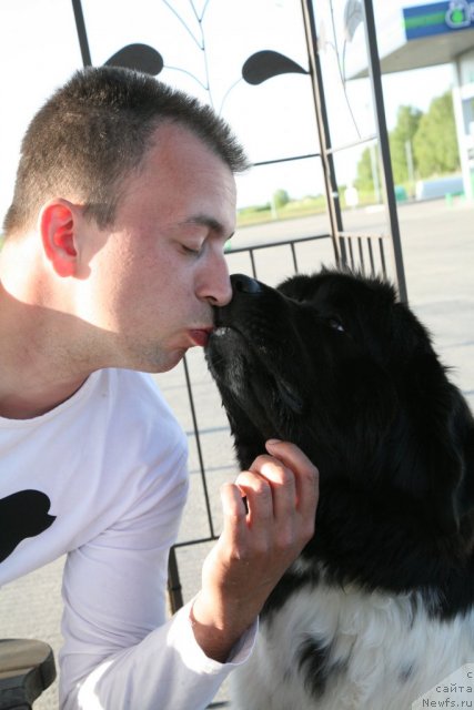 Фото: ньюфаундленд Akvian Song Zero Graviti (Аквиан Сонг Зеро Гравити), Aleksandr Rozenfel'd (Александр Розенфельд)