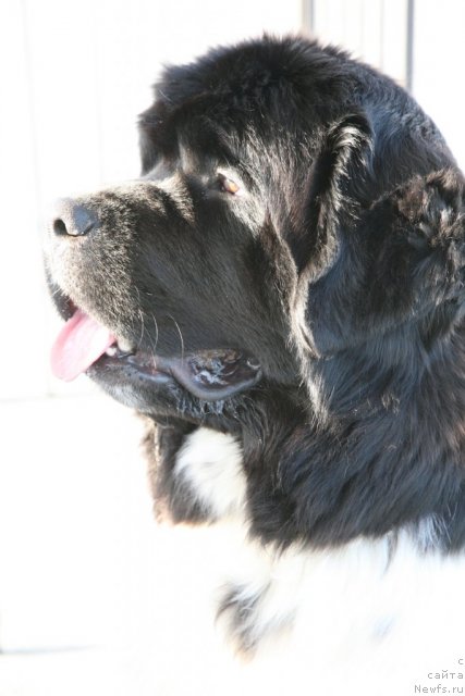 Фото: ньюфаундленд Akvian Song Zero Graviti (Аквиан Сонг Зеро Гравити)