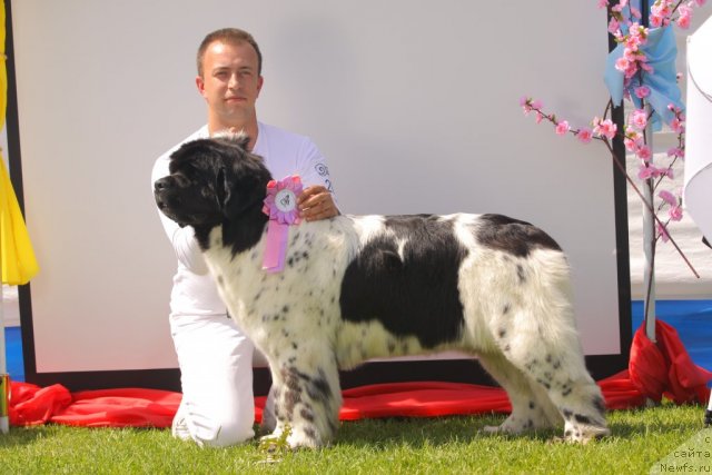 Фото: ньюфаундленд Akvian Song Zero Graviti (Аквиан Сонг Зеро Гравити), Aleksandr Rozenfel'd (Александр Розенфельд)