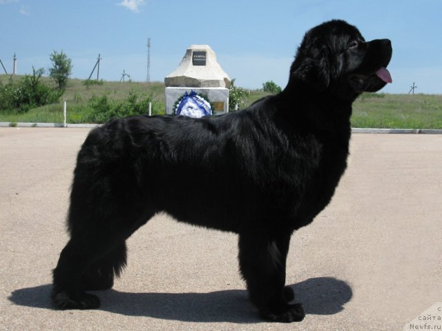 Фото: ньюфаундленд Zagadka Dominika Kara Deniz (Загадка Доминика Кара Дениз)