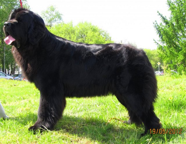 Фото: ньюфаундленд Undercover Angel Nuo Ozo Kalvu