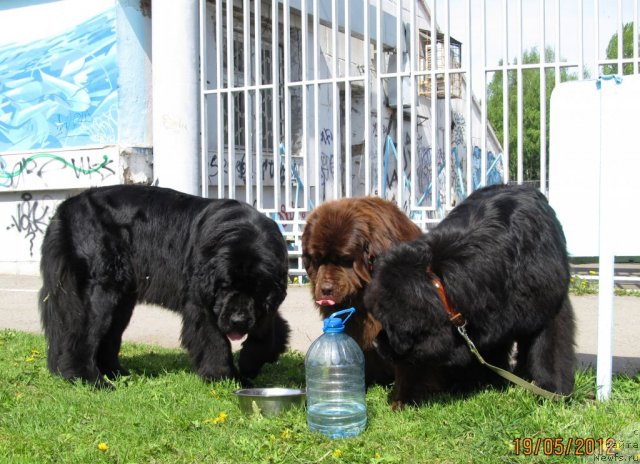 Фото: ньюфаундленд Koketka ot CHannel iz Medvej'ego YAra (Кокетка от Чаннел из Медвежьего Яра), ньюфаундленд Undercover Angel Nuo Ozo Kalvu, ньюфаундленд Ar'e CHernaya Sensaciya Parmyi (Арье Черная Сенсация Пармы)