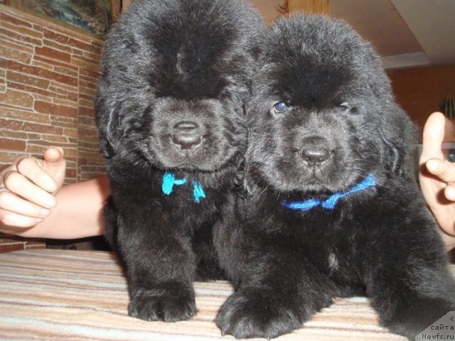 Фото: дети, ньюфаундленд Efrosin'ya iz Carstva Medvedey (Ефросинья из Царства Медведей)