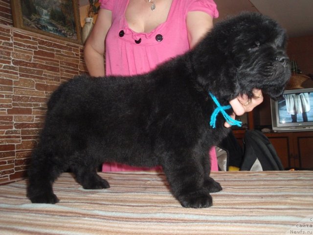 Фото: дети, ньюфаундленд Efrosin'ya iz Carstva Medvedey (Ефросинья из Царства Медведей)