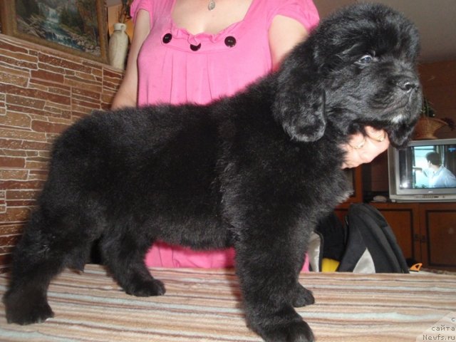 Фото: дети, ньюфаундленд Efrosin'ya iz Carstva Medvedey (Ефросинья из Царства Медведей)