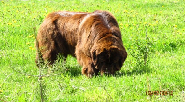 Фото: ньюфаундленд Koketka ot CHannel iz Medvej'ego YAra (Кокетка от Чаннел из Медвежьего Яра)