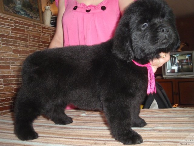 Фото: ньюфаундленд N'yufort Tancuyuschaya Koroleva (Ньюфорт Танцующая Королева)