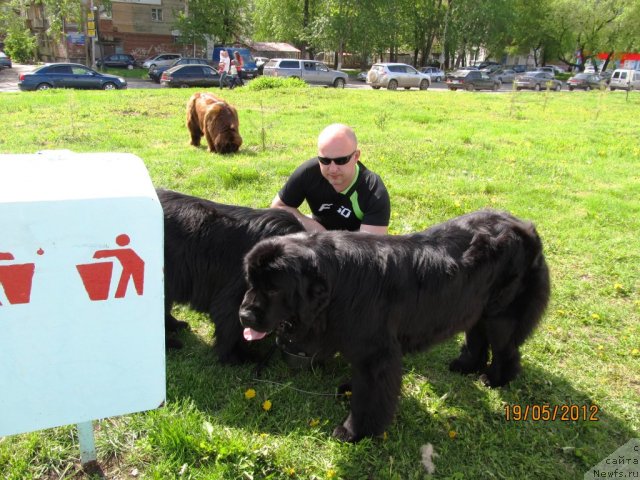 Фото: Aleksey Nistratov (Алексей Нистратов), ньюфаундленд Undercover Angel Nuo Ozo Kalvu, ньюфаундленд Ih Vyisochestvo Vladlena Madjiks (Их Высочество Владлена Маджикс), ньюфаундленд Koketka ot CHannel iz Medvej'ego YAra (Кокетка от Чаннел из Медвежьего Яра)