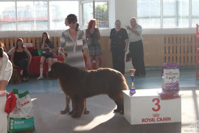 Фото: ньюфаундленд Aquatoriya Kelvin Rise After Me (Акватория Келвин Райз Афтэ Ми), Snejana SHurinova (Снежана Шуринова)