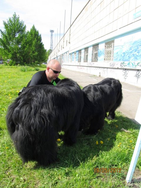Фото: ньюфаундленд Ih Vyisochestvo Vladlena Madjiks (Их Высочество Владлена Маджикс), Aleksey Nistratov (Алексей Нистратов)