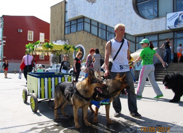 Фото: ньюфаундленд Ih Vyisochestvo Vladlena Madjiks (Их Высочество Владлена Маджикс), Irina Nistratova (Ирина Нистратова)