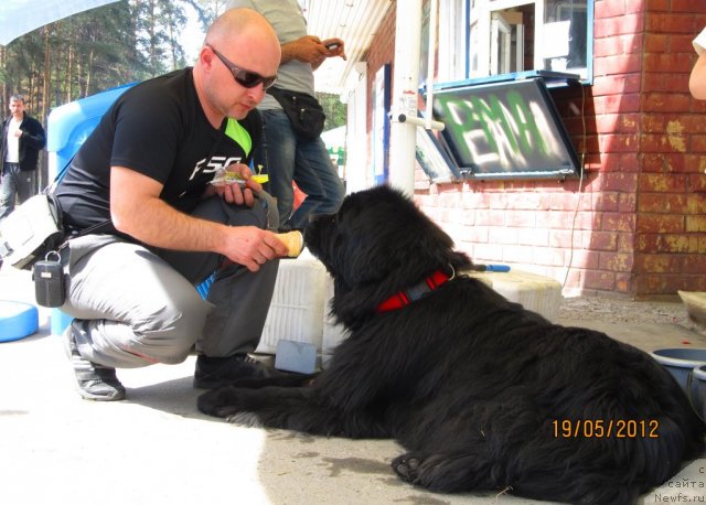 Фото: ньюфаундленд Ih Vyisochestvo Vladlena Madjiks (Их Высочество Владлена Маджикс), Aleksey Nistratov (Алексей Нистратов)